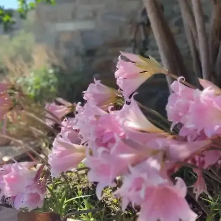 πέτρινο Apartamento *