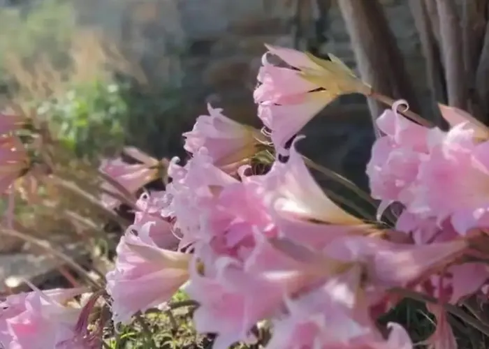 πέτρινο Apartamento *